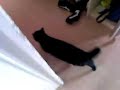a hungry cute cat at morning -  Kater macht theater