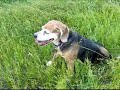 Pig or Beagle?