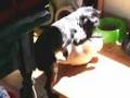 PERRO Y CACHORRO GATUNO JUGANDO