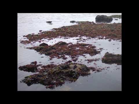 how to fertilize irish moss