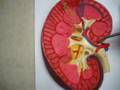 Kidney Model