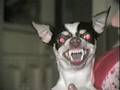 Angry Chihuahua