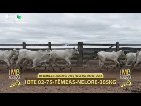 547� LEIL�O VIRTUAL MB LEIL�ES