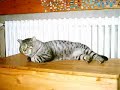 Gatti di Camonda