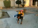 Funny cute boy rides rottweiler dog like a horse Kingsburg , CA