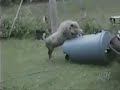 randy animals attack