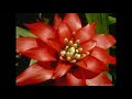 الام اغلى هديه من الله.flv