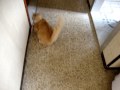 Barão no seu momento Tarso