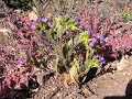 Santiago Peak Phacelia