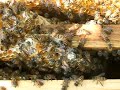 Apis Cerana F Part II