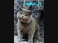 HappyCat Orders A Cheeseburger
