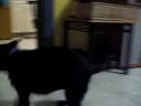 WTF Dog Tricks