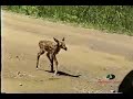 Mossy Oak - Newborn Fawn Mossy Oak - Newborn Fawn
