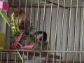 carduelis carduelis carduelis carduelis