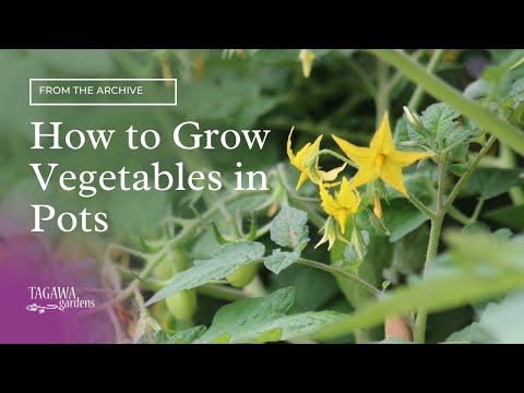 how to grow veg in a pots