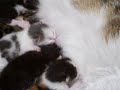 paillasson Maman chat 6 paillasson Maman chat 6