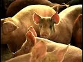 Hogs