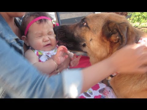 BABY LOVES DOGS! - July 13, 2013 - itsJudysLife Vlog