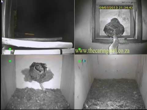 how to care for a barn owl