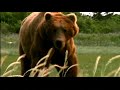 Grizzly Man trailer Grizzly Man trailer