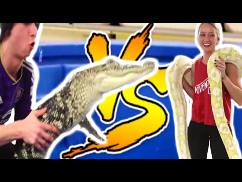 YouTube reptile video