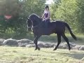 Homer ogier trakenski 97r starszy filmik nr 2 :) wakacje :) Homer ogier trakenski 97r starszy filmik nr 2 :) wakacje :)
