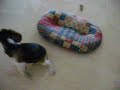 Blue learning fetch... Blue learning fetch...