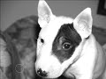 Create a High Key Image With Photoshop Elements