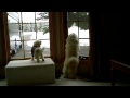 Cockapoo