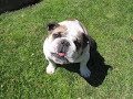 Dozer the Mini Bulldog - In Memoriam