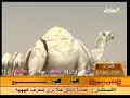 ابل سبيع