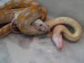 Python Reticulated ( Python Reticulatus ) Albino Purple!