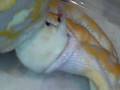 Python Reticulated ( Python Reticulatus ) Albino Purple!