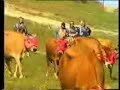 Trabzon yaylalar(vakf?kebir,be?ikdüzü,akçaabat,tonya) Trabzon yaylalar(vakf?kebir,be?ikdüzü,akçaabat,tonya)