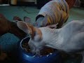 pigglet sphynx