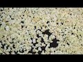 Co-op Services Credit Union Popcorn Trailer Co-op Services Credit Union Popcorn Trailer