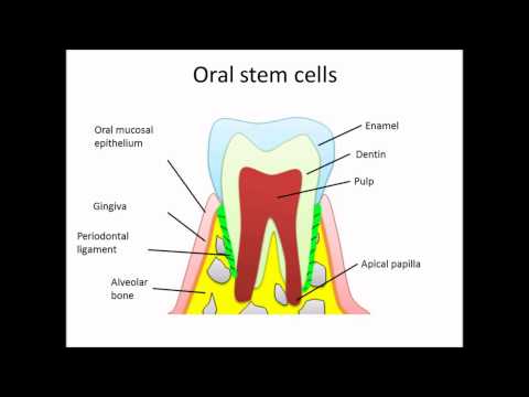 how to isolate human neural stem cells