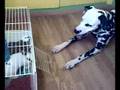 dalmata tron y bus