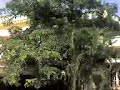 My home