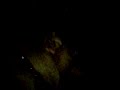 bioluminescence in my dogs and cat bioluminescence in my dogs and cat