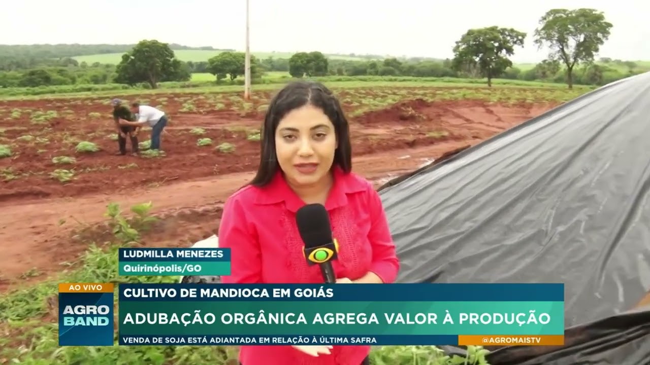 Cultivo de mandioca em Goiás: Adubação orgânica agrega valor à produção