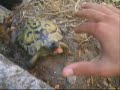 tartaruga sarda spietata tartaruga sarda spietata