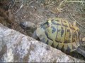 tartaruga sarda spietata