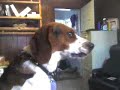 Talking Beagle!