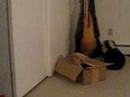Hackey Cat
