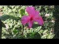 124 Sea Lily Lane.mp4