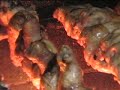 CHURRASCO CZO