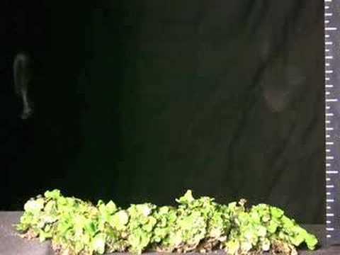 Airborne sperm of liverworts ????????