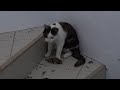 Click here to watch this video Scar vs Oiseaux