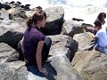 sea monster sea monster